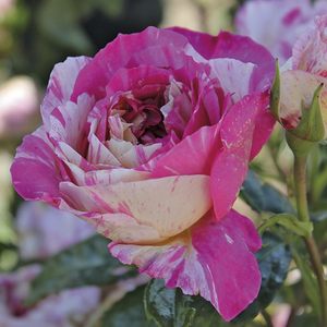 Vrtnica čajevka - Roza - Claude Monet™ - 